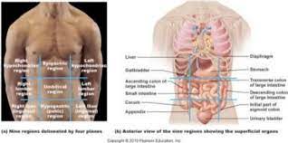 When studying the body's anatomy and physiology, you can't miss the abdominal quadrants of the body. Https Www Studocu Com Row Document Endicott College Anatomy And Physiology Ii Lecture Notes Ch 1 Review Lecture Notes 1 2062842 View