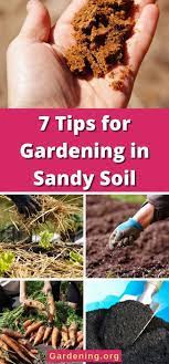 7 Tips For Gardening In Sandy Soil