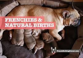 Maybe you would like to learn more about one of these? Can My French Bulldog Give Birth Naturally Watch Video