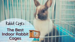 The Best Indoor Rabbit Cages
