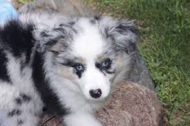 This is the sub for the new breed previously known as mini australian shepherds but now called mini american shepherds. Facebook