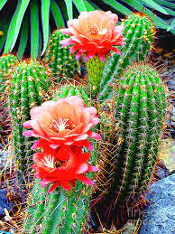 I am really used to seeing my photos blooming cactus instant download file this is a jpg downloadable file, not a physical product. Cactus Blooming Arizona Desert Photograph By Merton Allen
