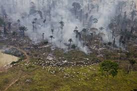 In pictures: How the west's appetite for beef is felling the Amazon |  Environment | The Guardian