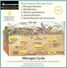 5 Steps In Nitrogen Cycle With Simple Diagram And Notes On
