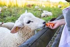 do-sheep-eat-apples-and-carrots