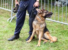 Image result for german shepherd police dog