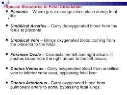 Image Result For Fetal Circulation Flow Chart Midwifery