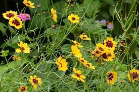 Native wildflower seeds, seed mixes and bulk seeds for northern gardens and restoration projects. How To Grow Native Wildflowers From Seed