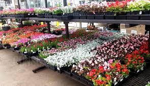 Order by 3pm for flower delivery today. 1 Pint Annual Flowers Only 1 00 Each At Lowe S Thru 4 4