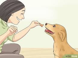 4 Ways To Train A Deaf Dog Wikihow