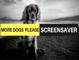 more dogs please screensaver tv app