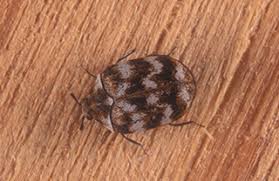 carpet beetle treatment nyc on time