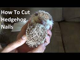 how to cut hedgehog nails you