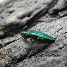 Emerald Ash Borer Agrilus Planipennis
