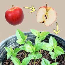 Some apples may only have a couple, while others may have six or seven! How To Grow An Apple Tree From Seed Tutorial