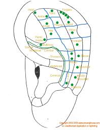 Ear Chart To Map Acupuncture Points And Organs Auriculotherapy