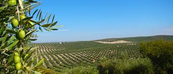 Jaén, tierra de olivos | El Blog de las Aceitunas
