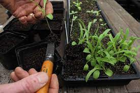 When Should Seedlings Be Transplanted?