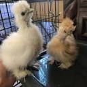 AMBER WAVES PYGMY GOATS & SILKIES - Updated April 2024 - 116 ...