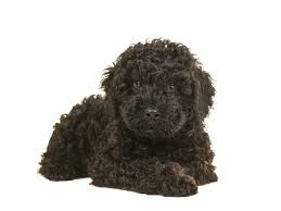 dog labradoodle traits and pictures