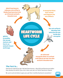 What Is The Proheart 6 Heartworm Prevention Injection And