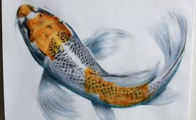 Making art with colored pencils is a fun way to express yourself and make something beautiful at the same time. Koi Fish Drawing Color Pencil Cute766