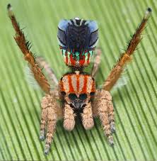 With at least 4,000 species of salticidae, or the jumping spider family, known to us, you're bound to find a species near you 5, but you'll only come across the eccentric peacock. Five New Dancing Peacock Spiders Discovered In Wa Particle