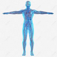 human body png images with transpa