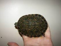 Image result for Peacock Slider turtle description