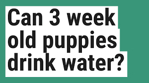 When can puppies drink water? Can 3 Week Old Puppies Drink Water Youtube