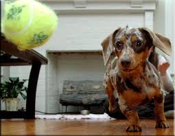 The sense most used by detection dogs is smell. 100 Dogs Ideas Dogs Dachshund Love Weiner Dog