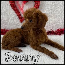 benny found his forever home with a