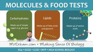 molecules and food tests gcse biology
