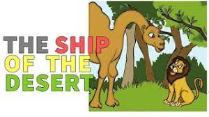 The dromedary or arabian camel has a single the average life expectancy of a camel is 50 to 60 years. The Ship Of The Desert Ncert Class 3rd Full Explaination à¤¹ à¤¦ à¤® Youtube