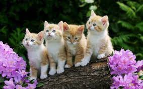 cute kitten wallpapers 59 pictures