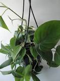 Can split leaf philodendron grow in water?