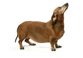 How Do I Know My If My Dachshund Is Fat