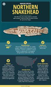 Guide To Invasive Fish Species Fix Com