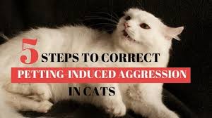Webmd veterinary reference from the aspca. Five Steps To Keep Your Cat From Biting When Petting