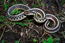 common snakes of east tennessee