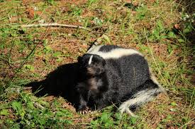 skunks digging up lawn