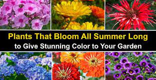Keep in mind that all parts are poisonous. 22 Plants That Bloom All Summer Long Perennials And Annuals