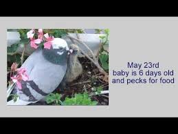 Videos Part 1 Life Of A Baby Pigeon Wysinfo Documentaries