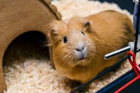 What Happens As Guinea Pigs Age