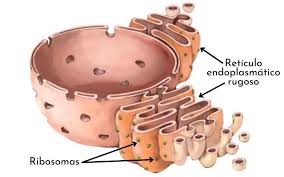 retículo endoplasmático rugoso qué es