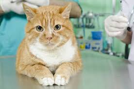 Congestive heart failure life expectancy varies considerably depending on the severity of the disease. Would Heart Medication Have Saved My Cat S Life Catster