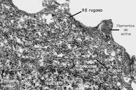 la célula 5 retículo endoplasmático