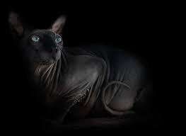 sphynx hairless cats a vire s best