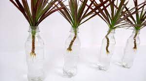 Use rooting powder and spagnum moss. Houseplant That You Can Grow In Plastic Bottles With Water Dracaena Colorama Marginata Youtube