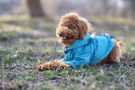 a toy poodle dog in a blue coat gnaws a
